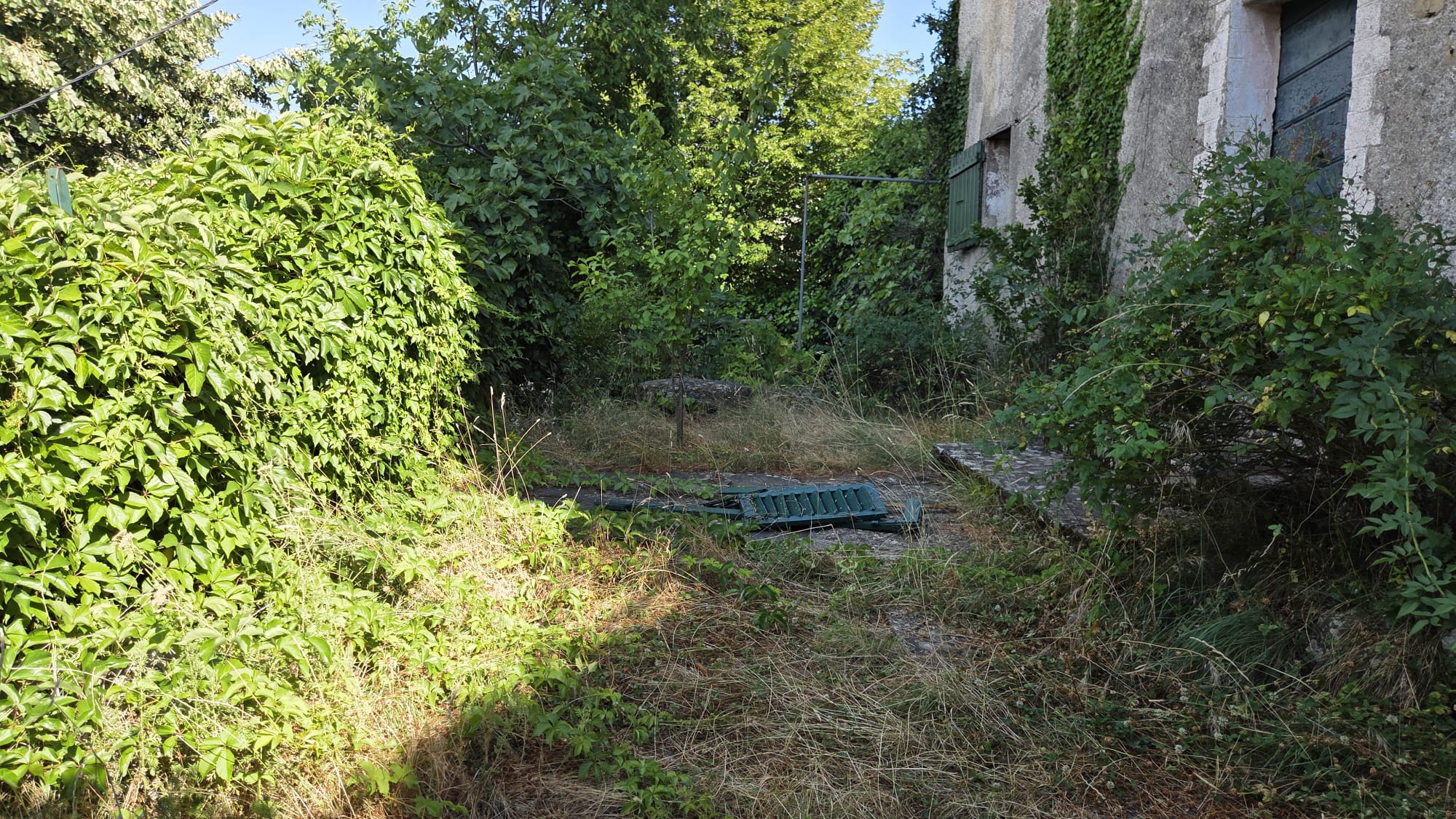 Végétation présente devant la maison avant la remise en état