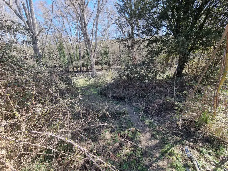 Terrain couvert de végétation avant l’intervention