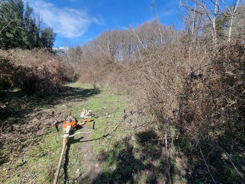Passage envahi par la végétation avant l’intervention