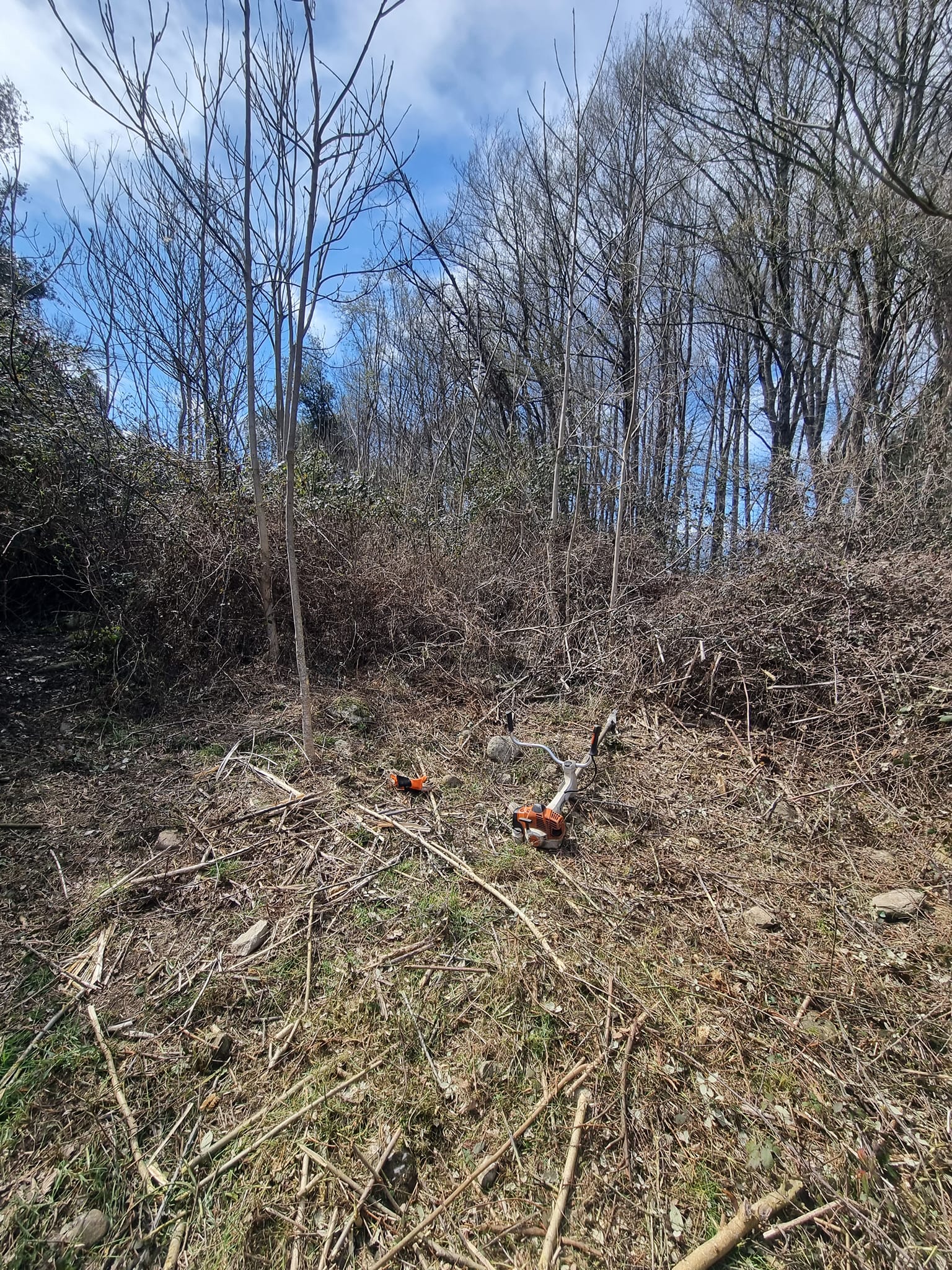 Terrain en pente envahi avant intervention