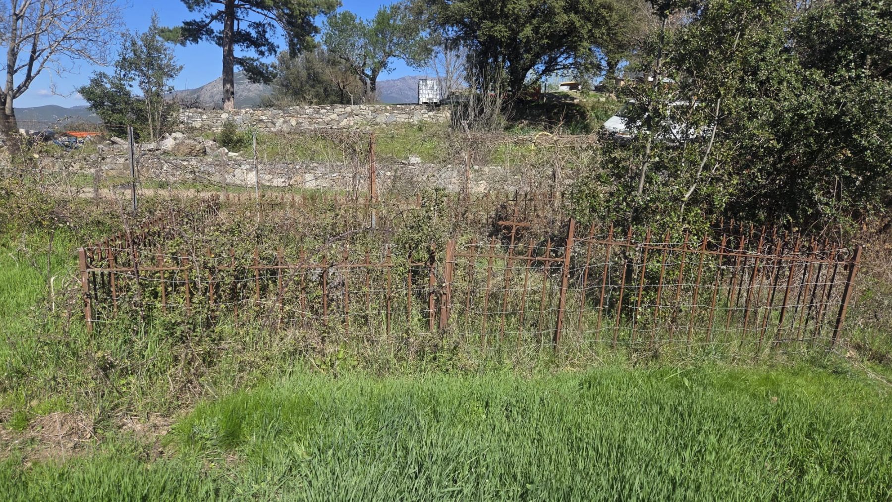 Le même enclos funéraire envahi par la végétation avant le désherbage