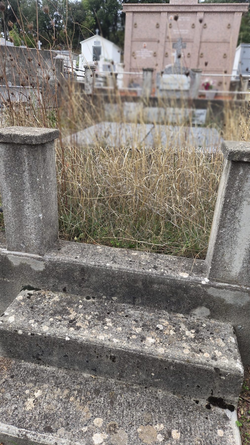 Herbes hautes autour de la même tombe avant l’intervention